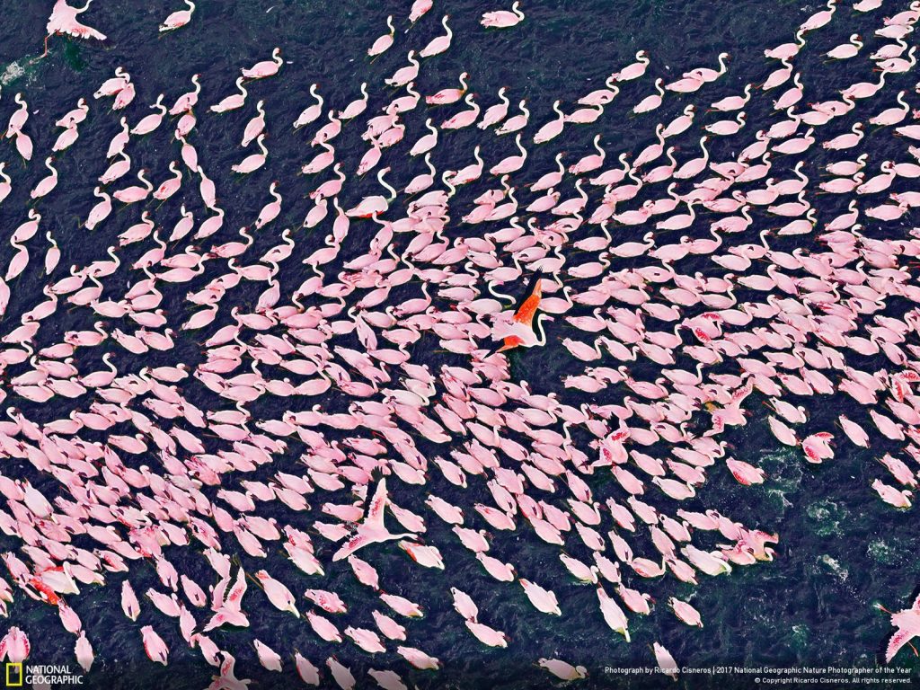 Река цвета фламинго