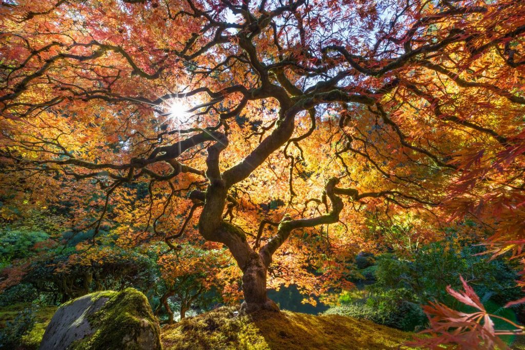 Портлендский японский сад