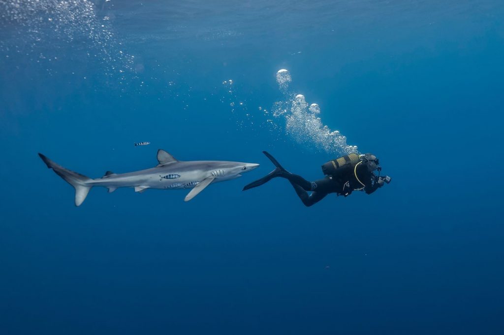 акваланг плавание синяя акула Азорские острова Португалия