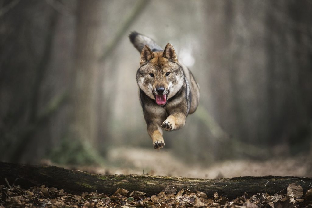 сикоку Нидерланды собака лес бег