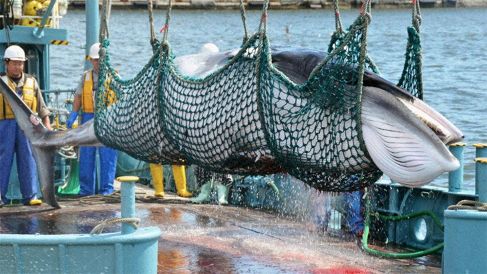 Япония возобновит коммерческий китобойный промысел