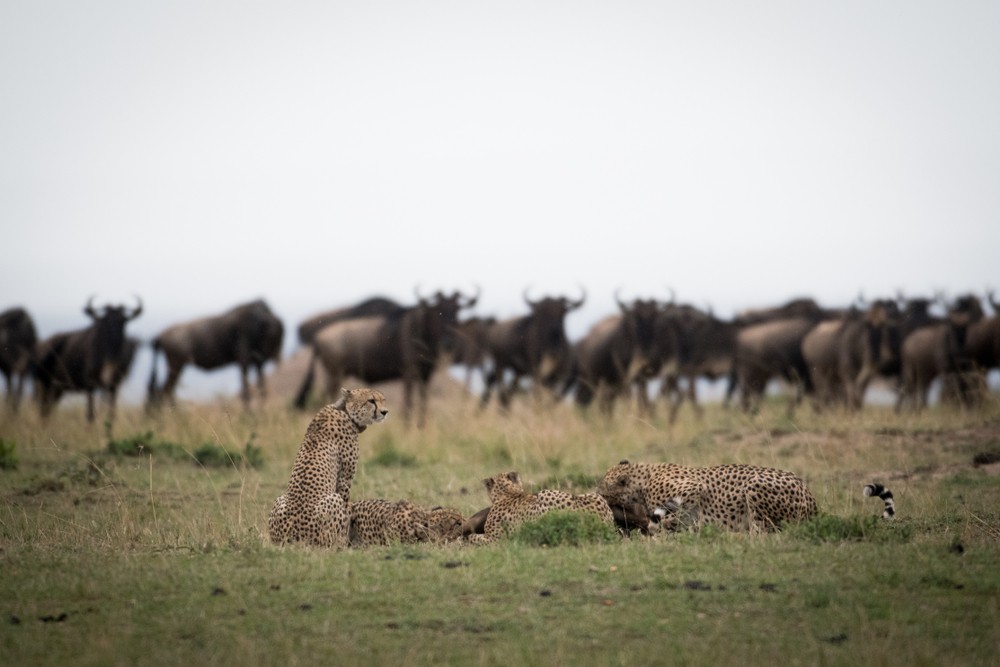 Каково это — охотиться на диких животных в Африке