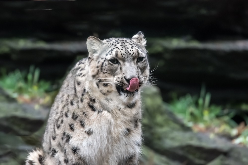 снежный леопард Казахстан ирбис фотоловушки Snow Leopard Foundation