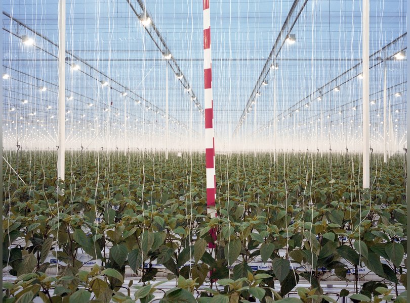 Нидерланды пищевая промышленность заводы фермы еда фотопроект