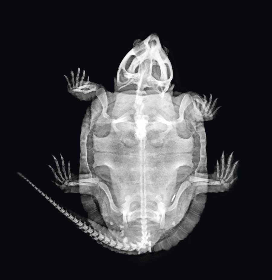 Просветили: о чем говорят рентгеновские снимки животных