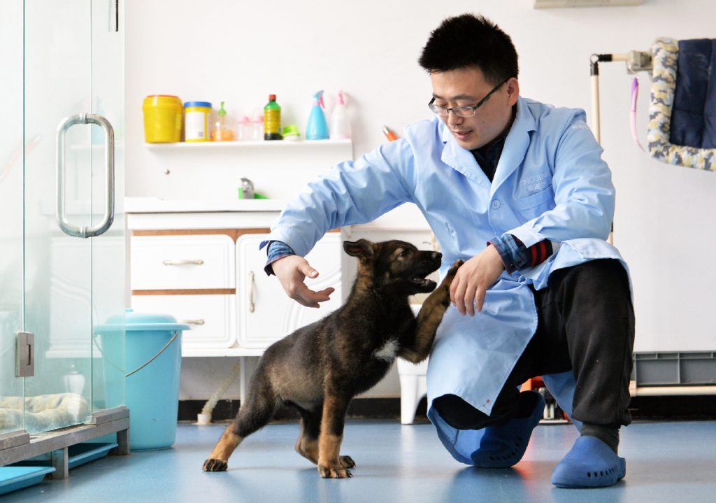 Куньсюнь клон собака эксперимент Хуахуанма Китай наука ученые ДНК полиция