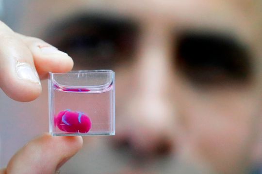 Живое сердце впервые напечатали на 3D-принтере в Израиле