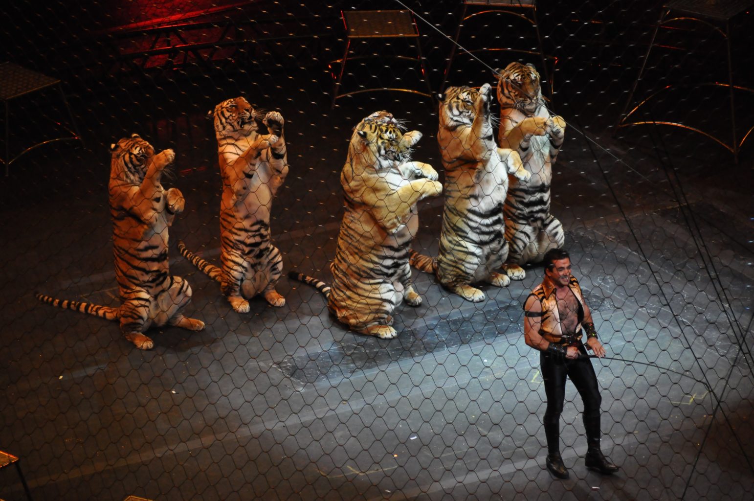 Цирки с животными запретили в Ингушетии