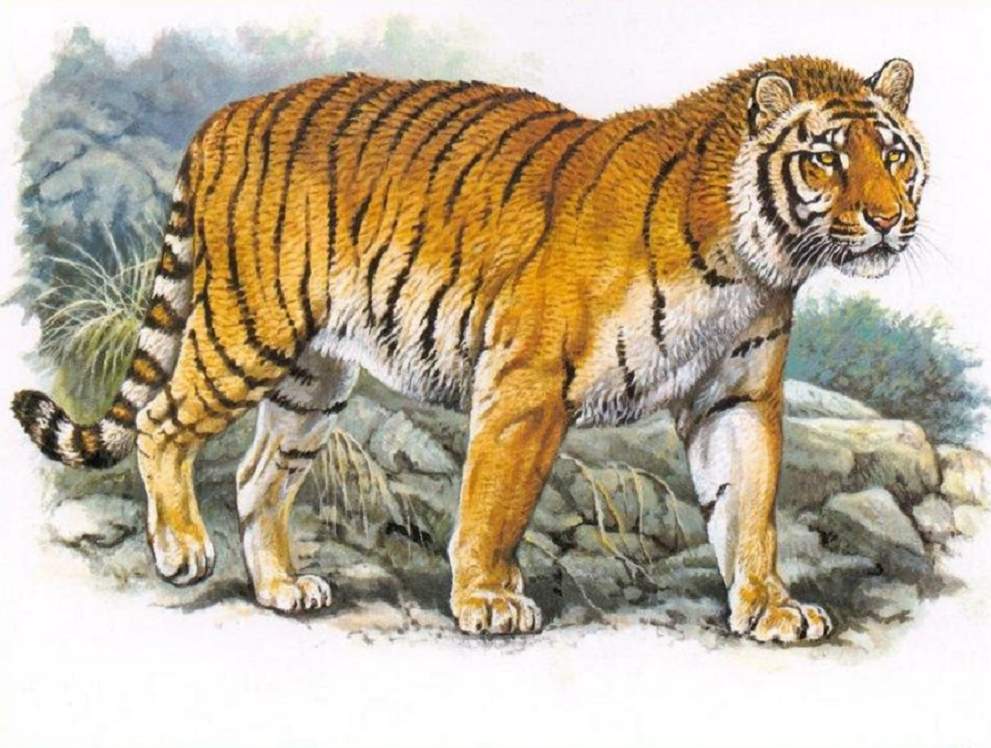 В Казахстан вернут каспийского тигра