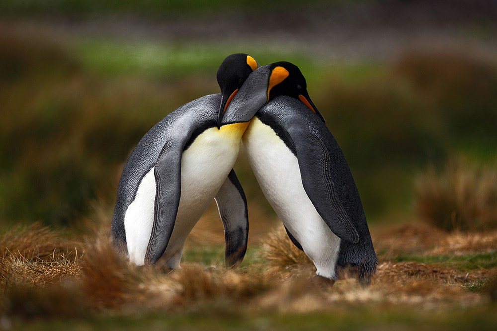 пингвины-геи