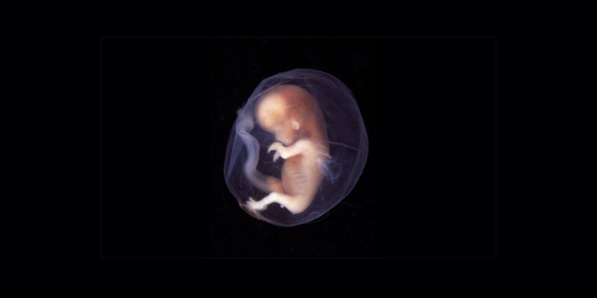 Ученые создали эмбрион-химеру человека и обезьяны