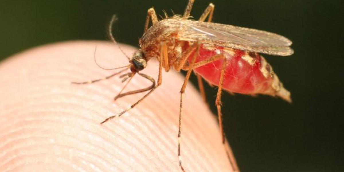 Ученые намерены искоренить малярию к 2050 году