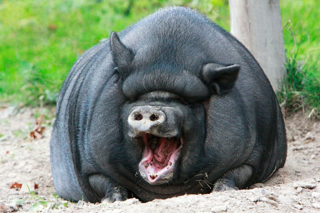 свинья весом в 500 кг