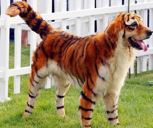 собака с тигровым окрасом