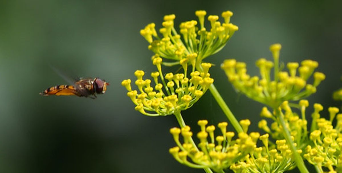 За последние 10 лет с лугов Германии исчезло две трети насекомых