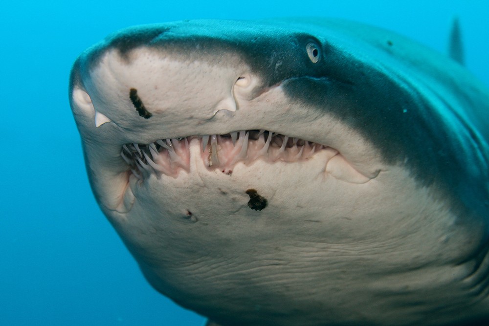 Яйца рогатой акулы фото