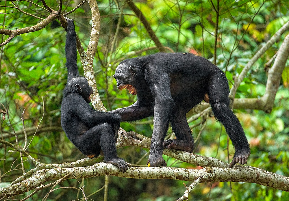 агрессивная шимпанзе