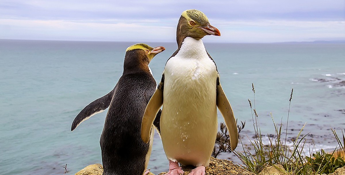 Птицей года в Новой Зеландии стал пингвин-социопат