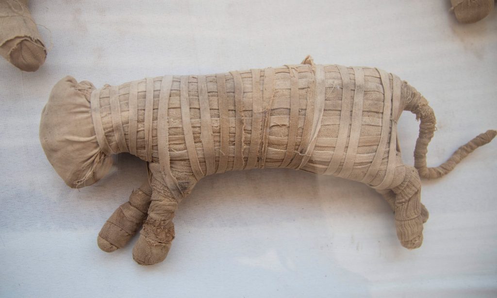 Кошки, кобры и крокодилы: в Египте найден некрополь с мумиями животных