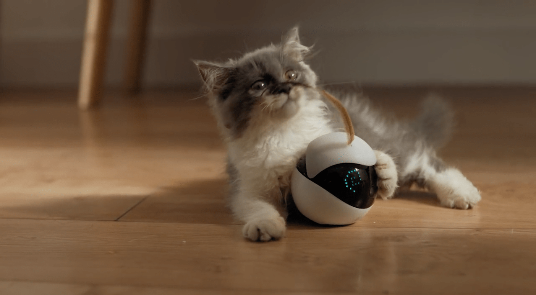 В Китае создали робота для игры с кошками: видео