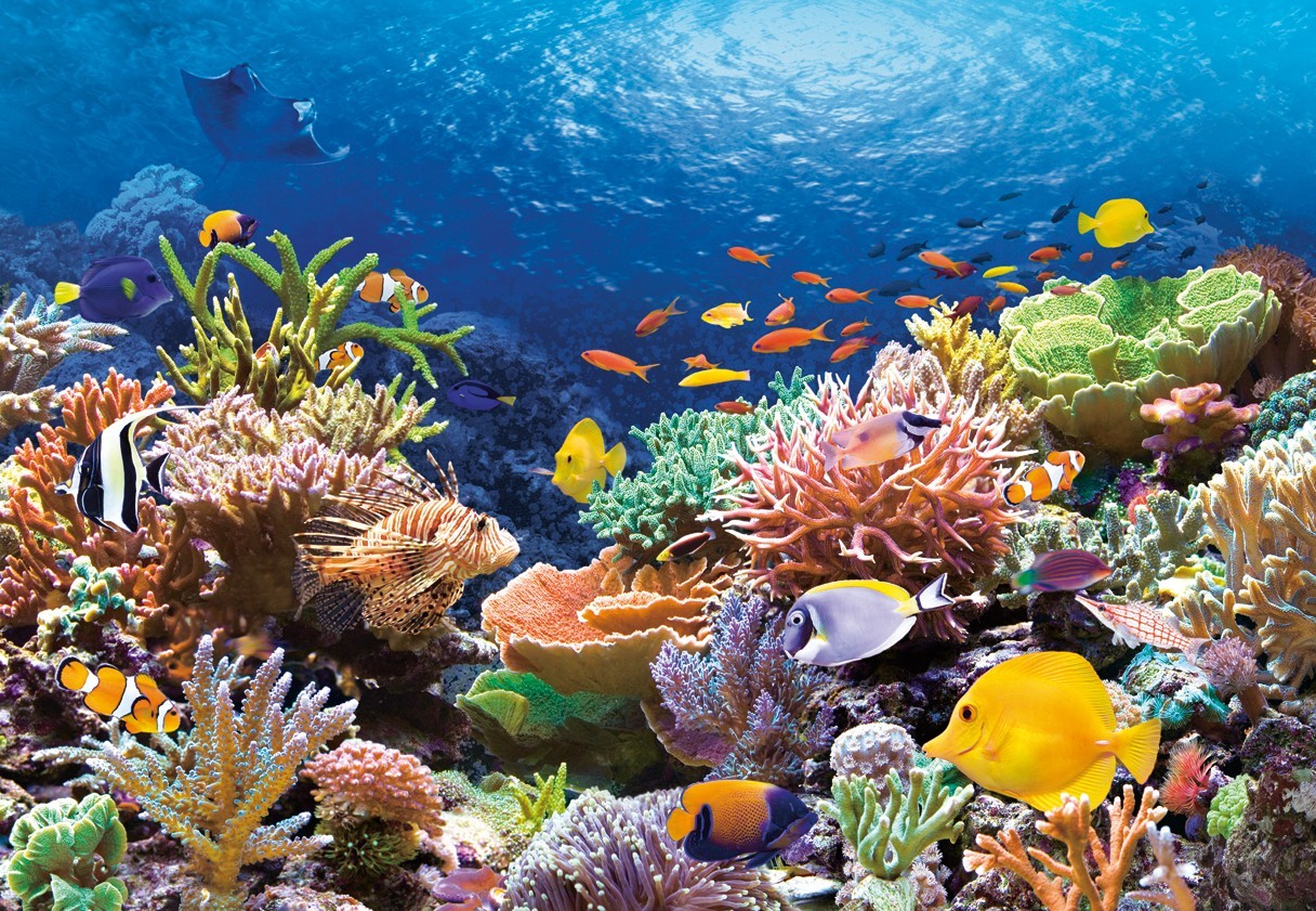 Ученые воскресили коралловые рифы, устроив рыбам концерт