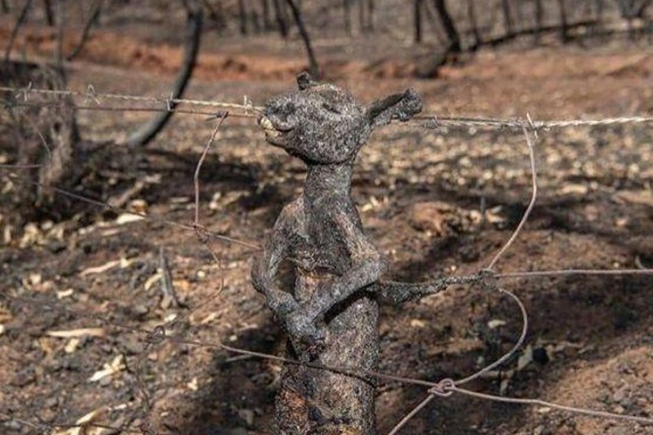 Экологи: в пожарах в Австралии могут погибнуть 1,25 миллиарда животных