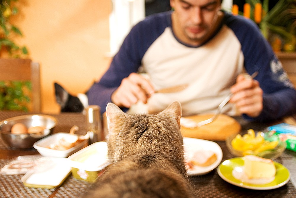 Человек и кот обедают