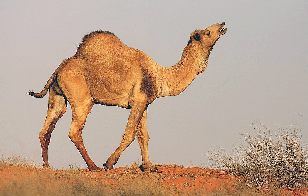В Австралии начали истребление верблюдов – власти вынуждены убить 10 тысяч животных