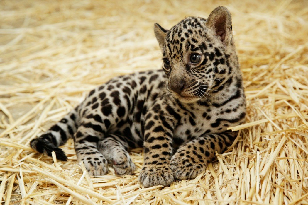 В алматинском зоопарке родился ягуар – теперь ему выбирают имя