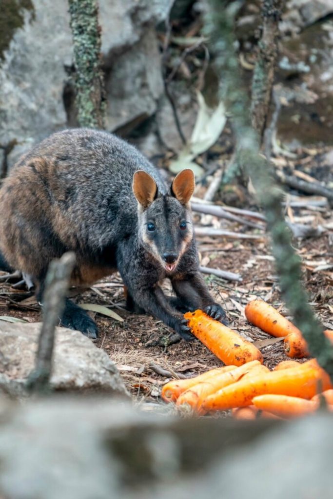 кенгуру ест морковку