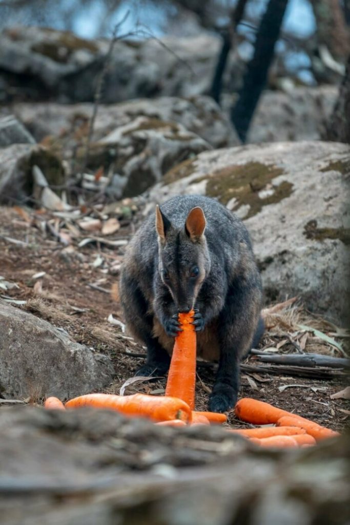 кенгуру ест морковку