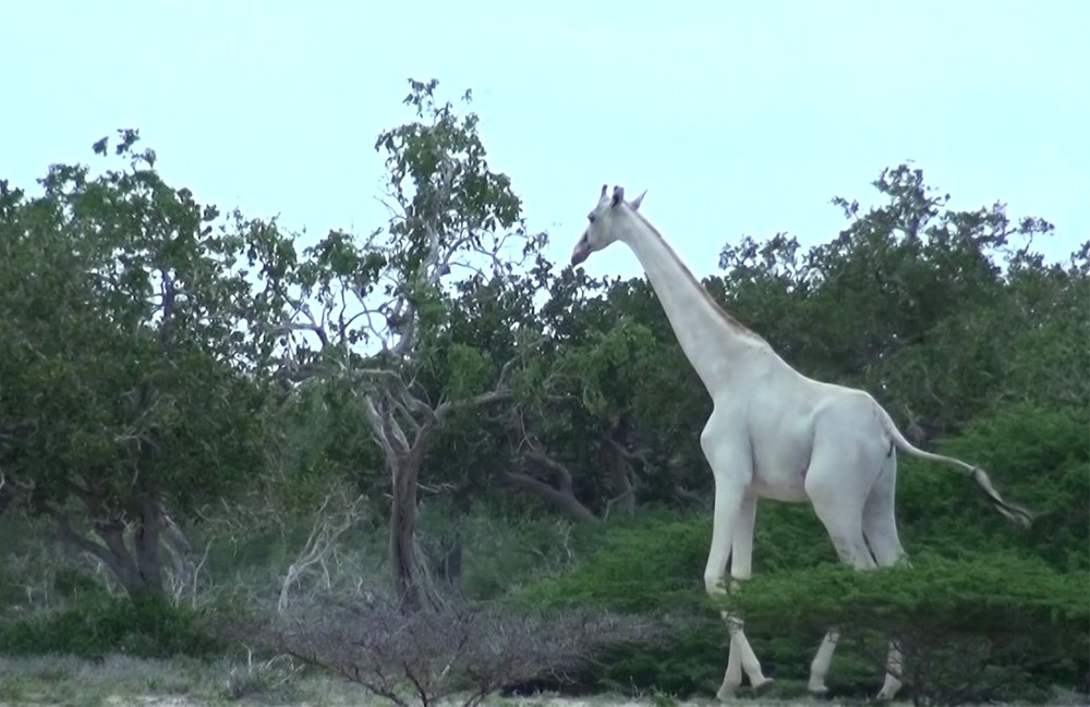 В Кении убили последнюю в мире самку белого жирафа и ее детеныша
