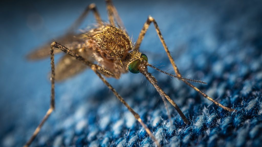 Ученые выяснили, могут ли комары переносить COVID-19