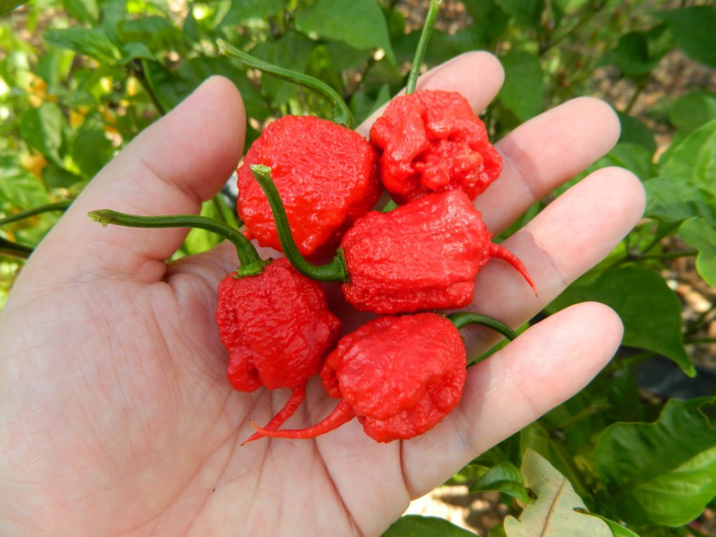 Перец Хабанеро (Habanero pepper)- сорта с фото и описанием, отзывы, выращив...