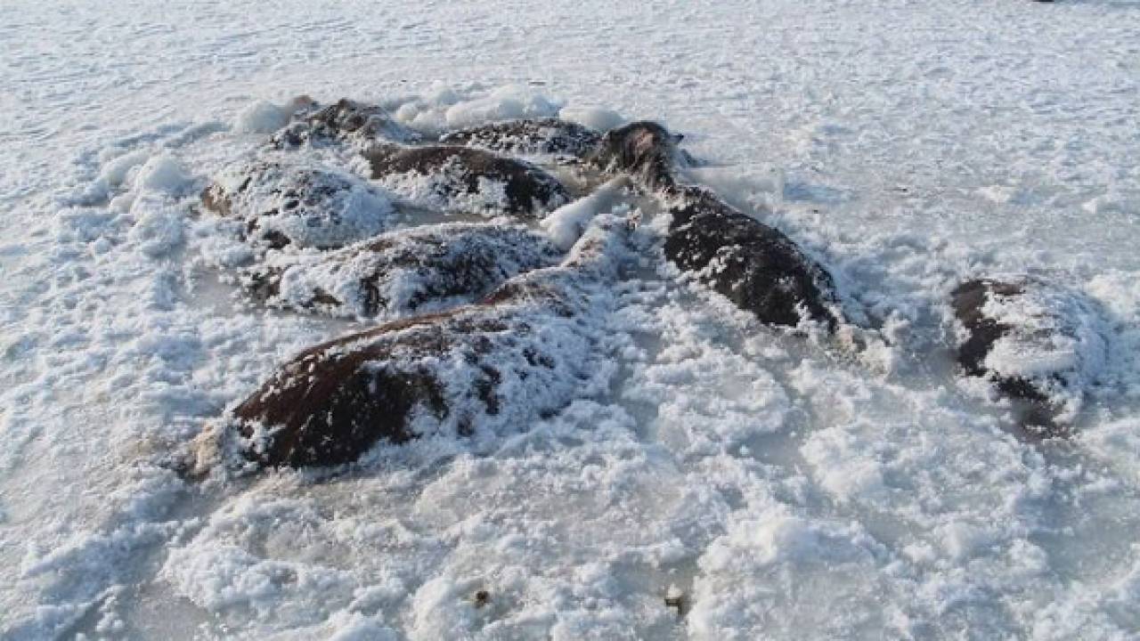 Более 25 лошадей замерзли насмерть во льду оз. Борлы
