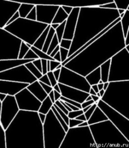 Эксперимент: какие паутины плетут пауки-«наркоманы»