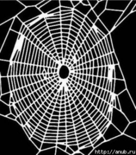 Эксперимент: какие паутины плетут пауки-«наркоманы»