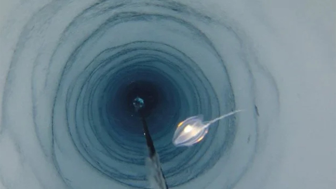 Подо льдом Антарктиды обнаружены странные существа