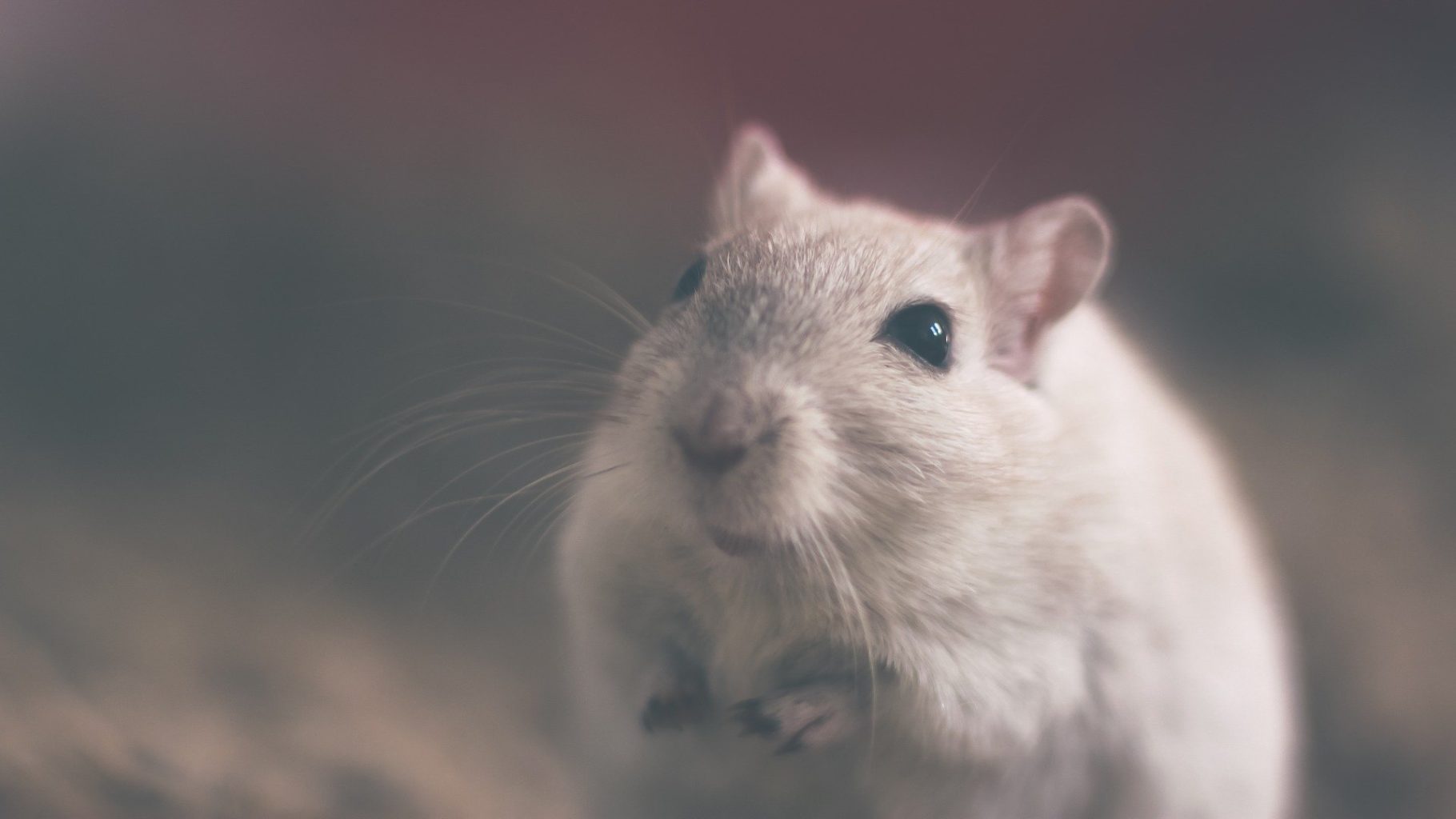 Крысы и тараканы в больнице Алматы: врачи назвали видео заказным