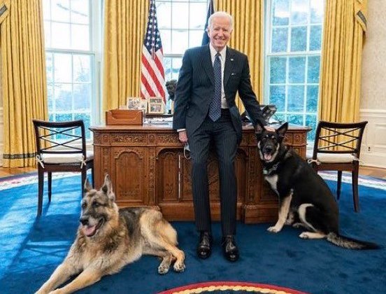 Собак Байдена выдворили из Белого дома