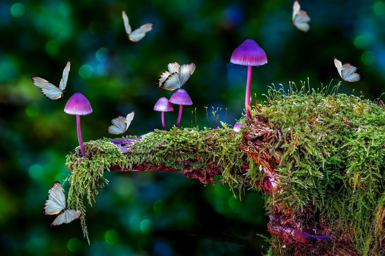 Галлюциногенные грибы  могут стать альтернативой антидепрессантам