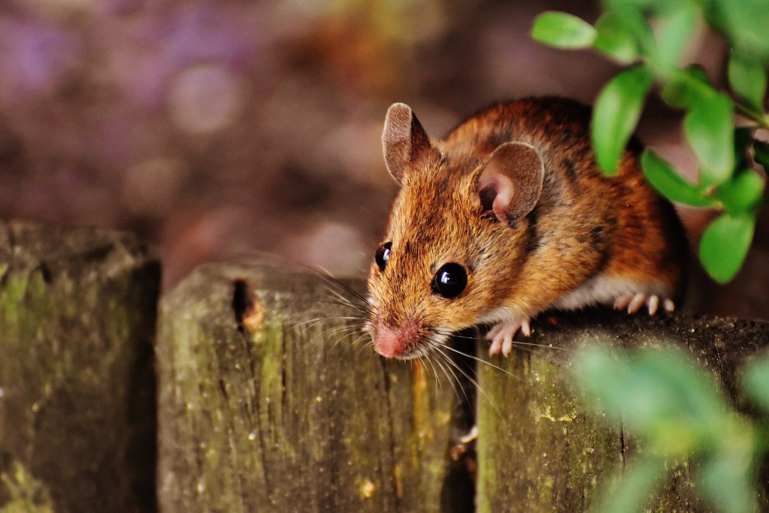 Мыши-каннибалы третируют жителей Австралии