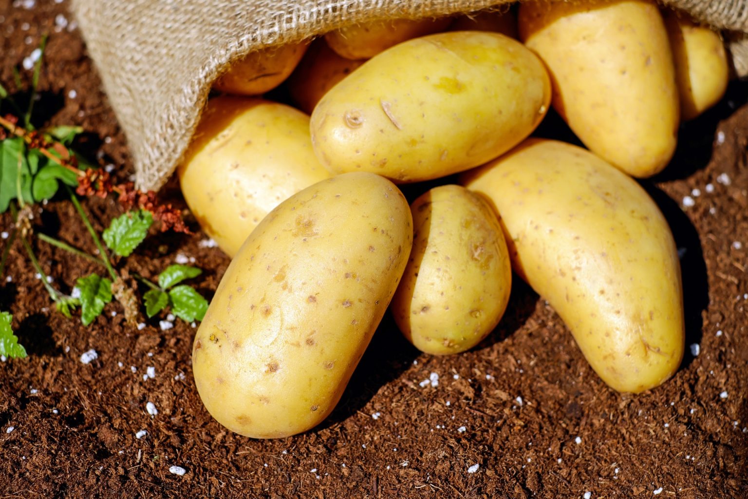 500 тенге за килограмм. Кто виноват в дефиците картофеля в Казахстане?