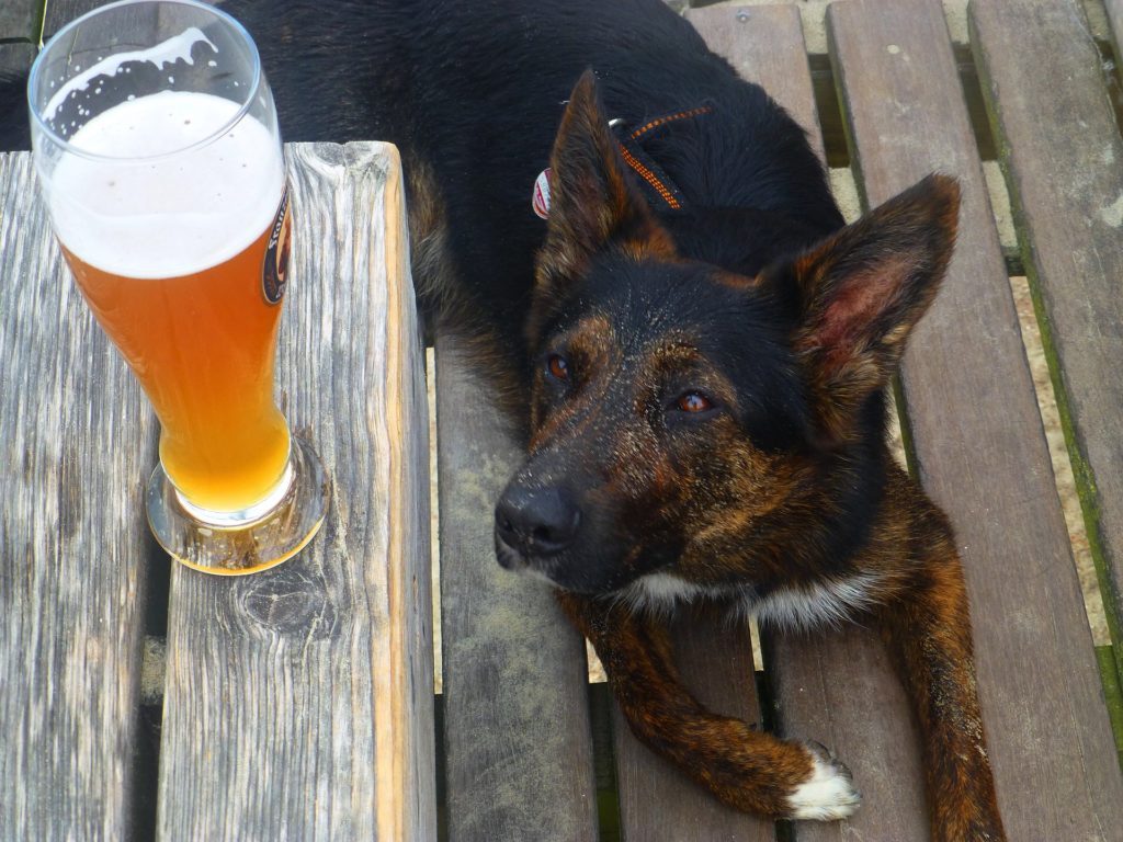 В США выпустили «пиво» для собак