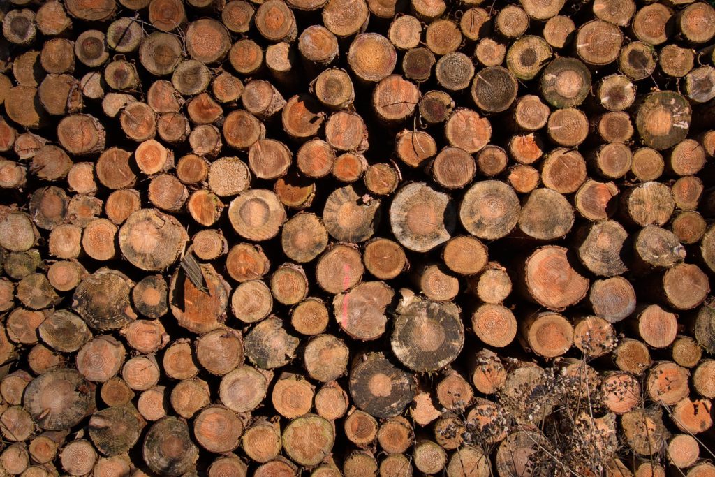 В Казахстане введут мораторий на вывоз лесоматериалов