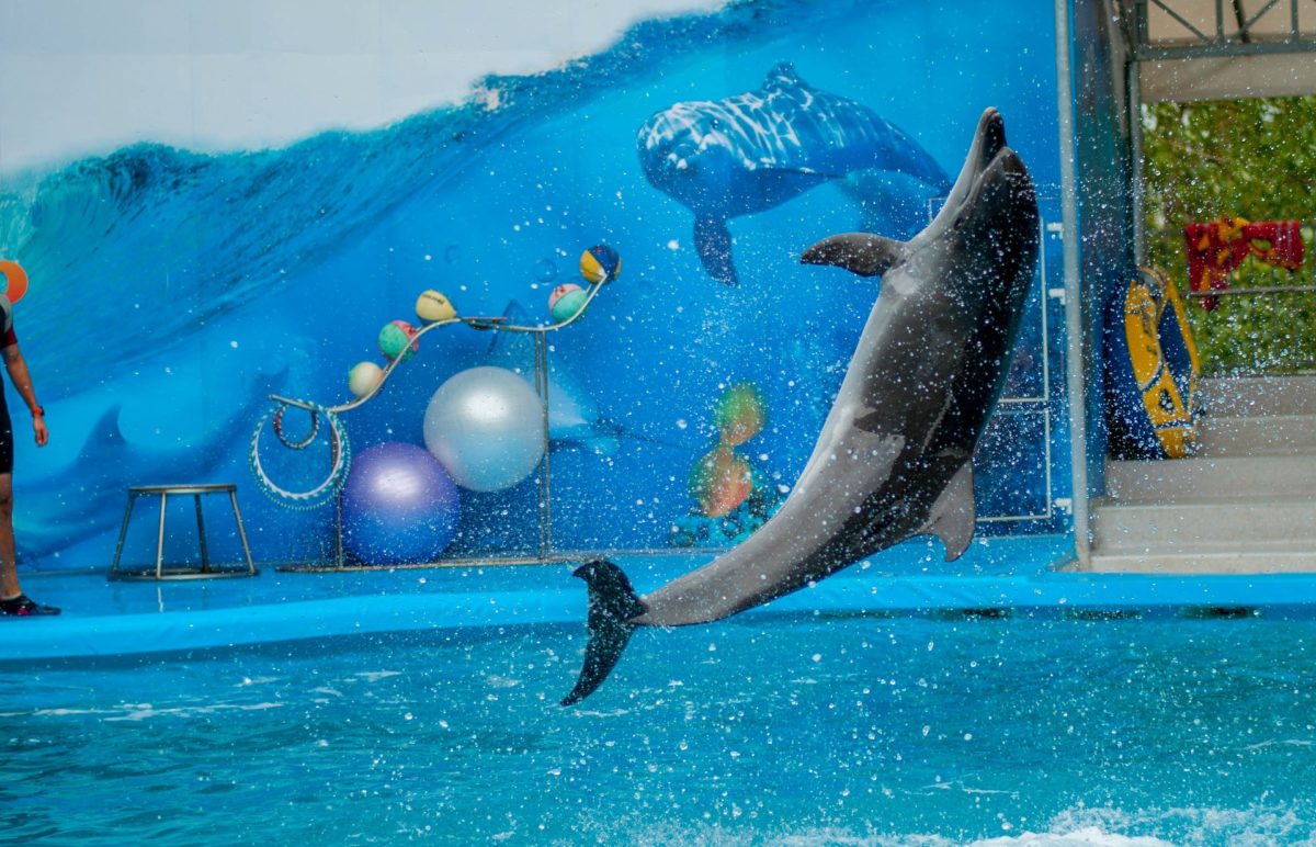 Дельфинарии и контактные зоопарки закроют в Казахстане