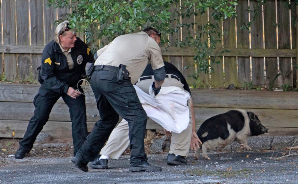 Уродливая собака или чупакабра: полицейские целый час гонялись за свиньей