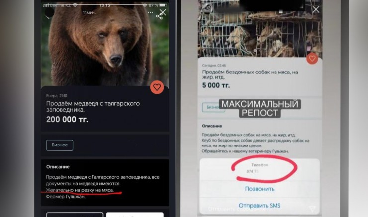 "Телефон разрывается": объявление о продаже собак на мясо оказалось фейком