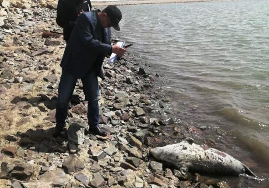 Массовую гибель тюленей зафиксировали в Мангистау