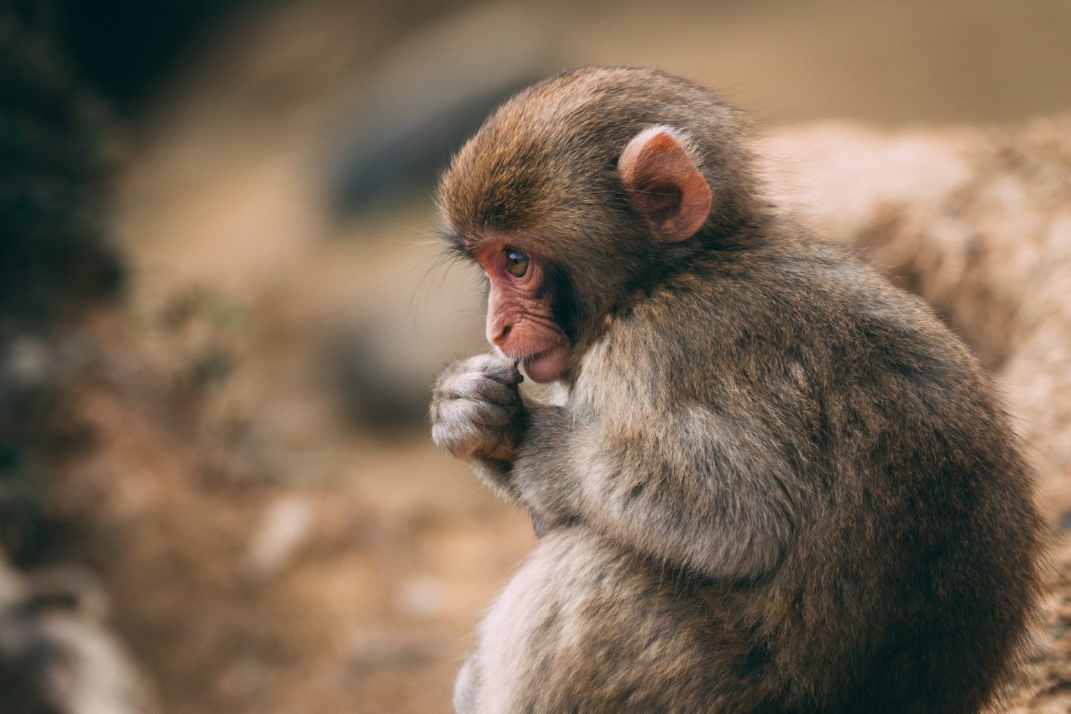 Мутации, отсутствие лекарств, лихорадка: чем опасна обезьянья оспа